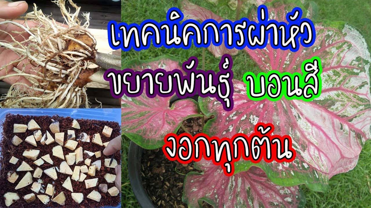 ผ่าหัวบอนสี วิธีขยายพันธุ์ ต้นบอนสี บอนสีหนุมานอมพลับพลา