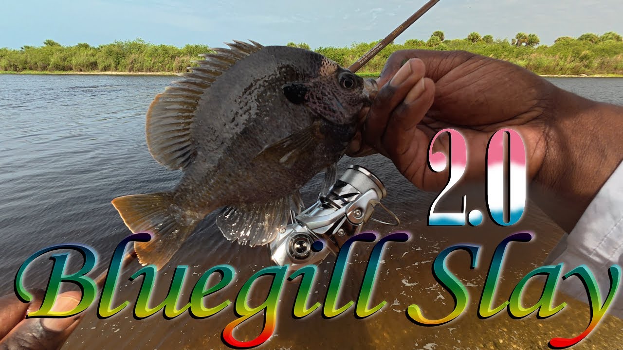 Bluegill Beatdown from the Bank – Harney Pond Never Misses!