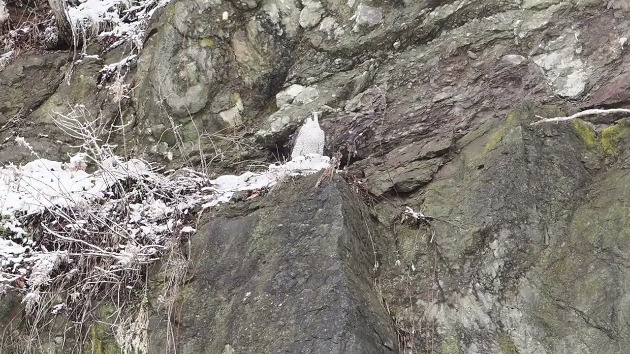 今日見たハヤブサ　#ハヤブサ