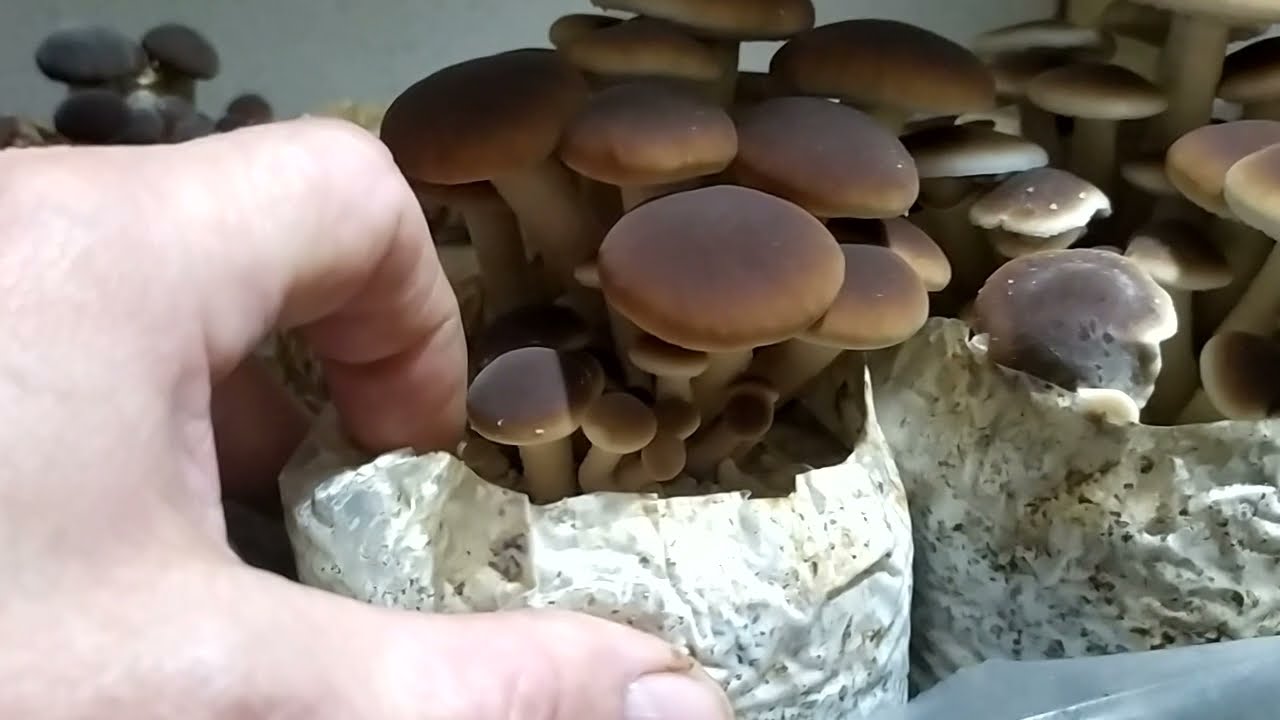 Тополиный Опенок|Агроцибе| плодоношение|Poplar fritillary#agrocibe#cyclocybe01.01.2022