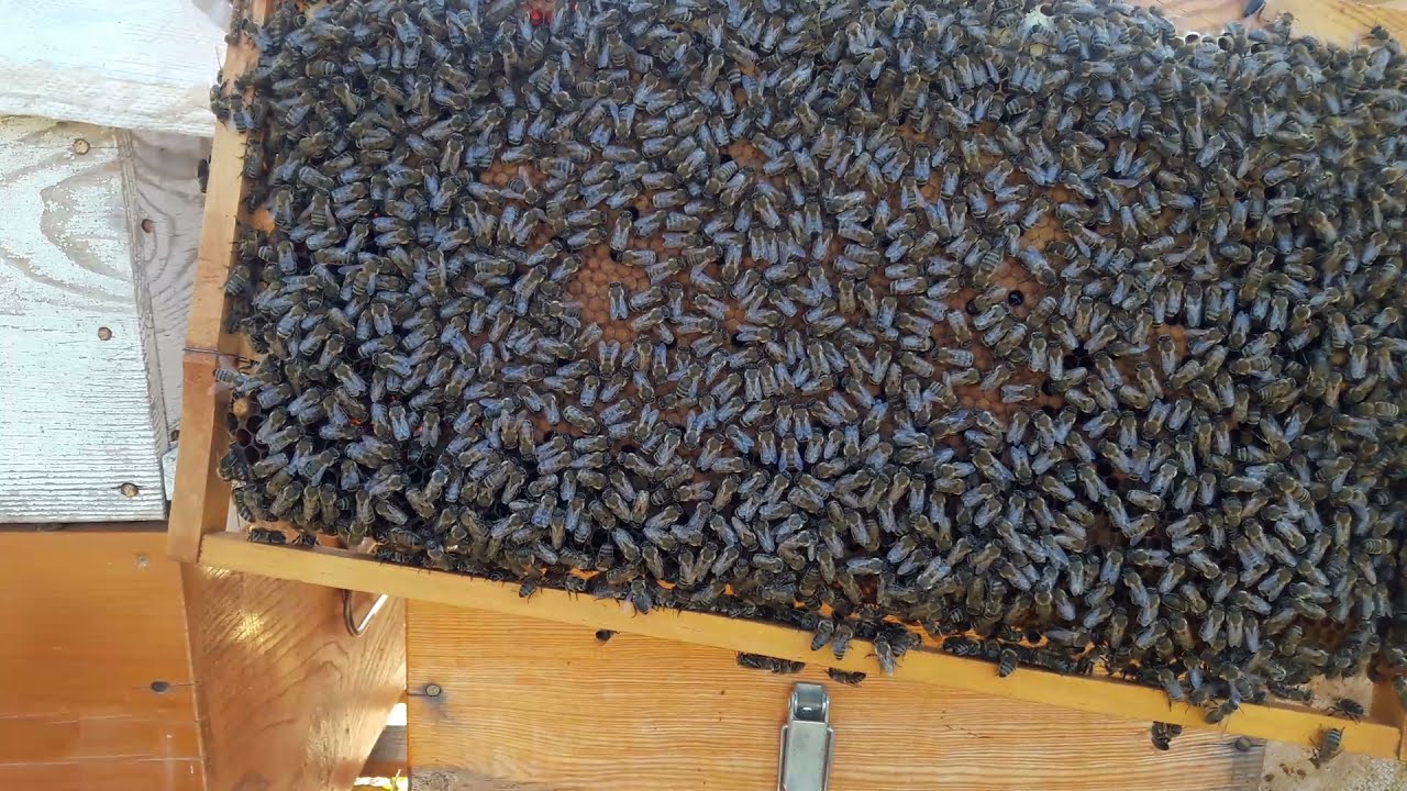 #arı Oğuldan nasıl  vazgeçer  kovandaki son durum#arıcılık #oğul