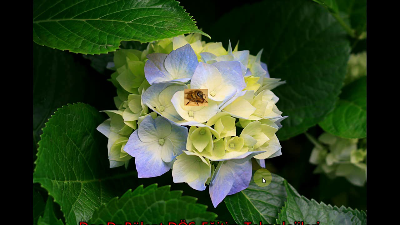 Add animation and sound to MS Powerpoint (2010)