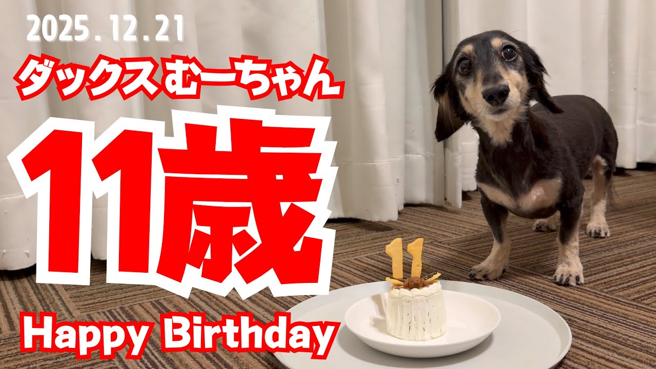 【ミニチュアダックス】愛犬11歳の誕生日！犬用ケーキでお祝い
