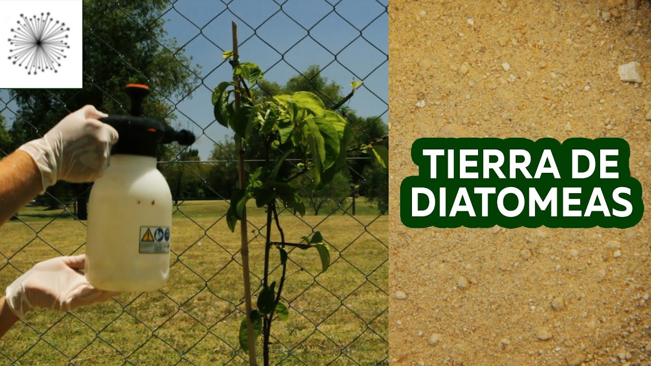 Todo sobre la Tierra de Diatomeas para control de plagas