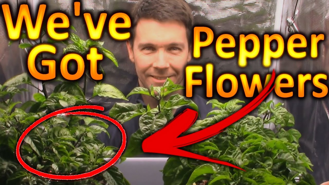 GROWING THE CAROLINA REAPER PEPPER PLANT (Part 2)  We've Got Pepper Flowers