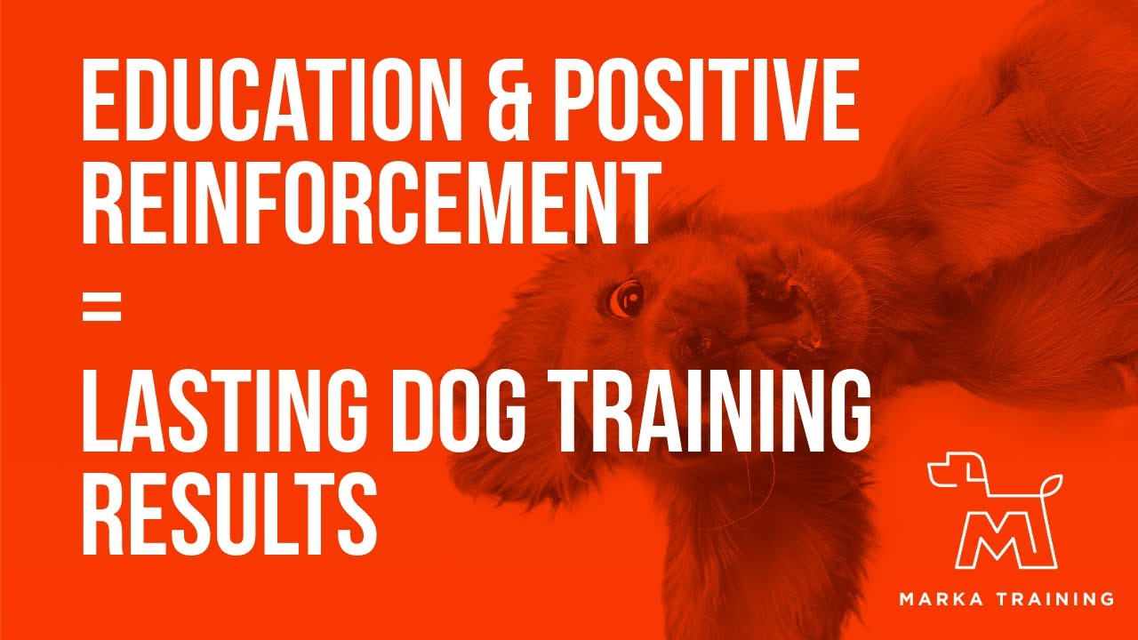 Education & Positive Reinforcement = Lasting Dog Training Results. Di Martin (Crufts Champion)