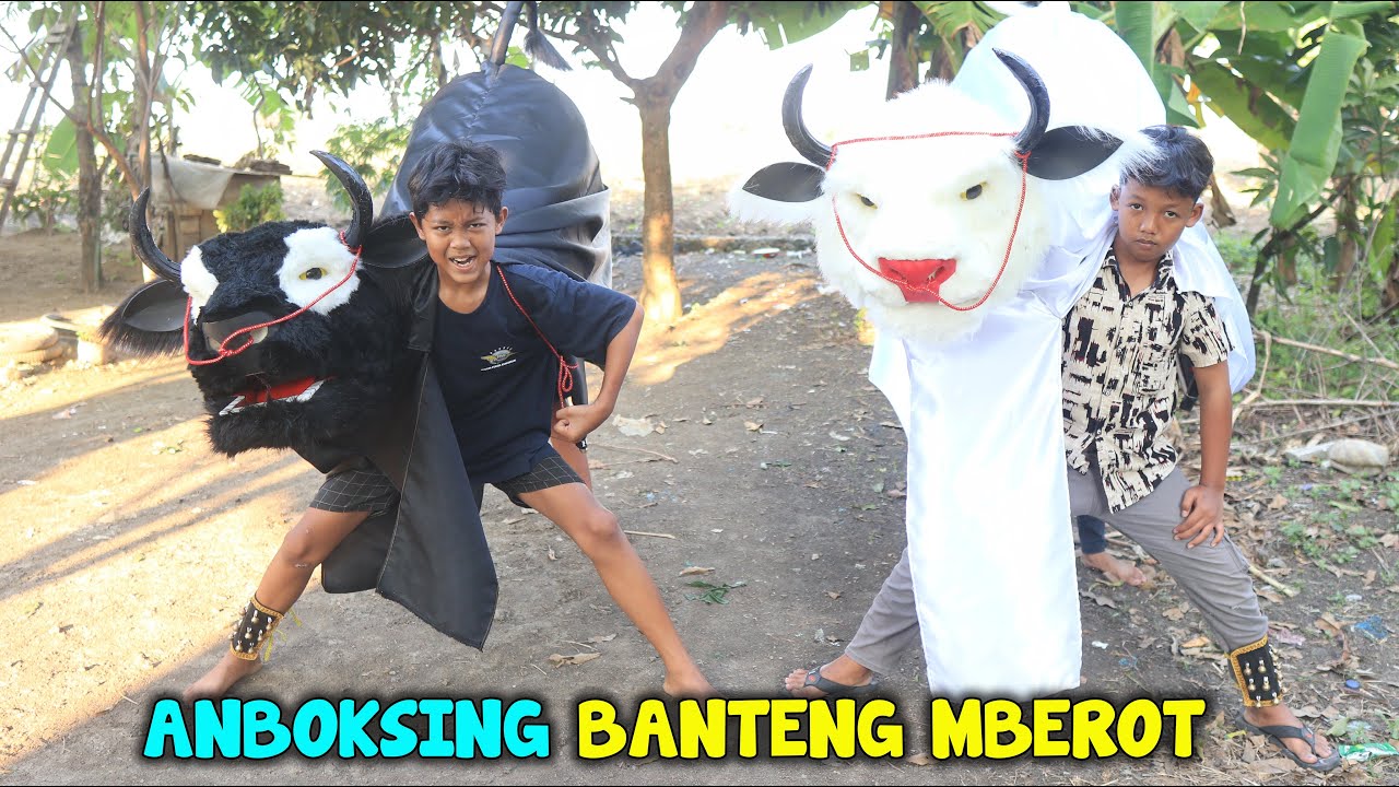 SANDI ANBOKSING DAN REVIU BARONGAN BANTENG MBEROT LANGSUNG DI MAINKAN