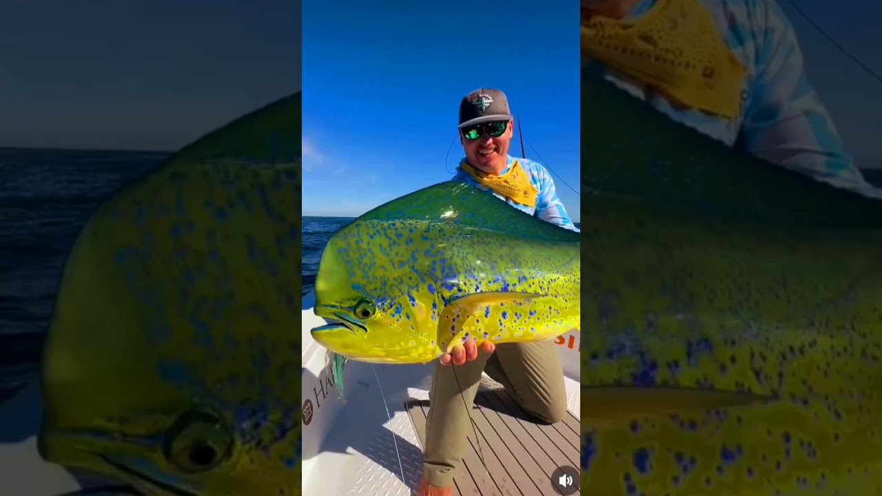 BEAUTIFUL MAHI MAHI! 🐟 