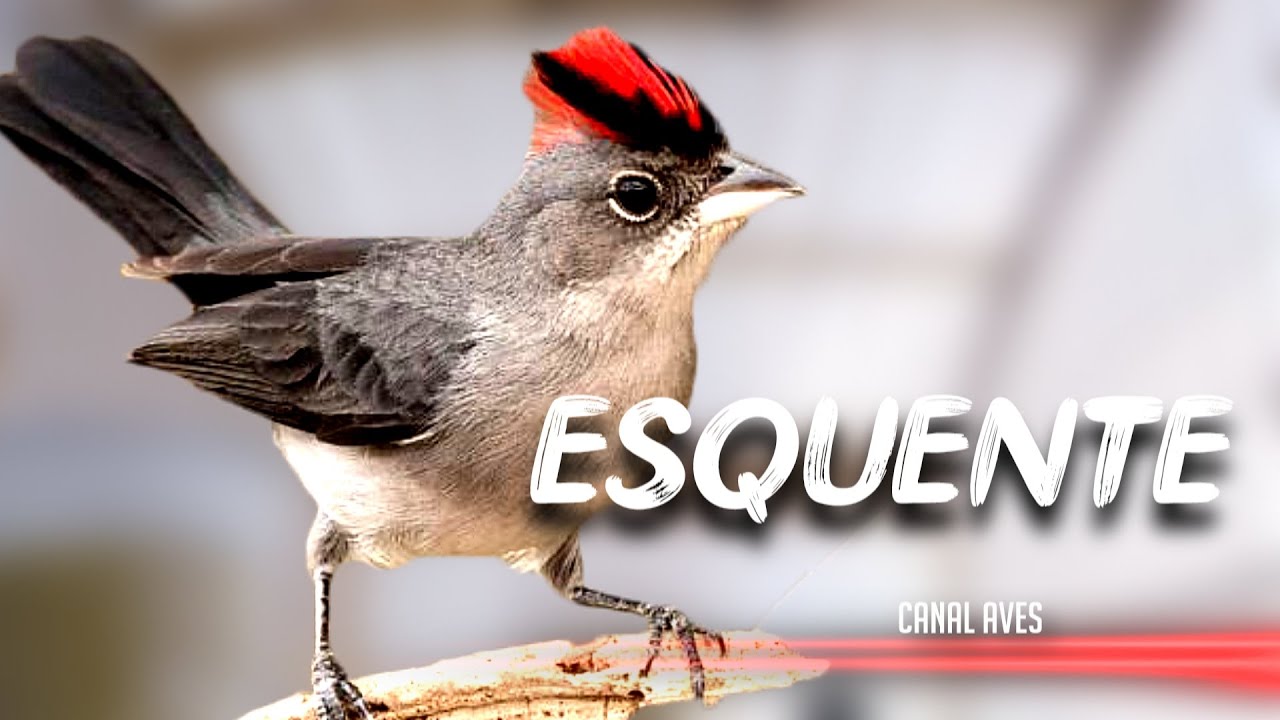 ESQUENTA TICO TICO REI CINZA (Maria Fita, Cravina)