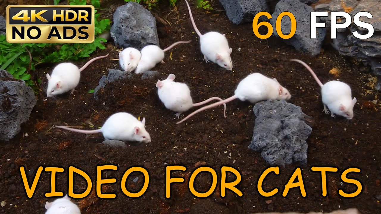 [NO ADS, NO AI] CAT TV 😺 Busy White Mice Garden Adventure for Cats to Watch 🐭 4K HDR 60FPS