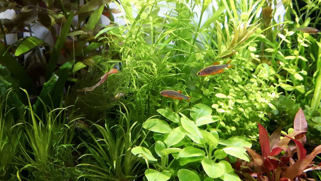 Aquascaping Shrimp Microrasbora Galaxy Otocinclus Nano Aquarium Aquatic Nature Cocoon 3, 31L