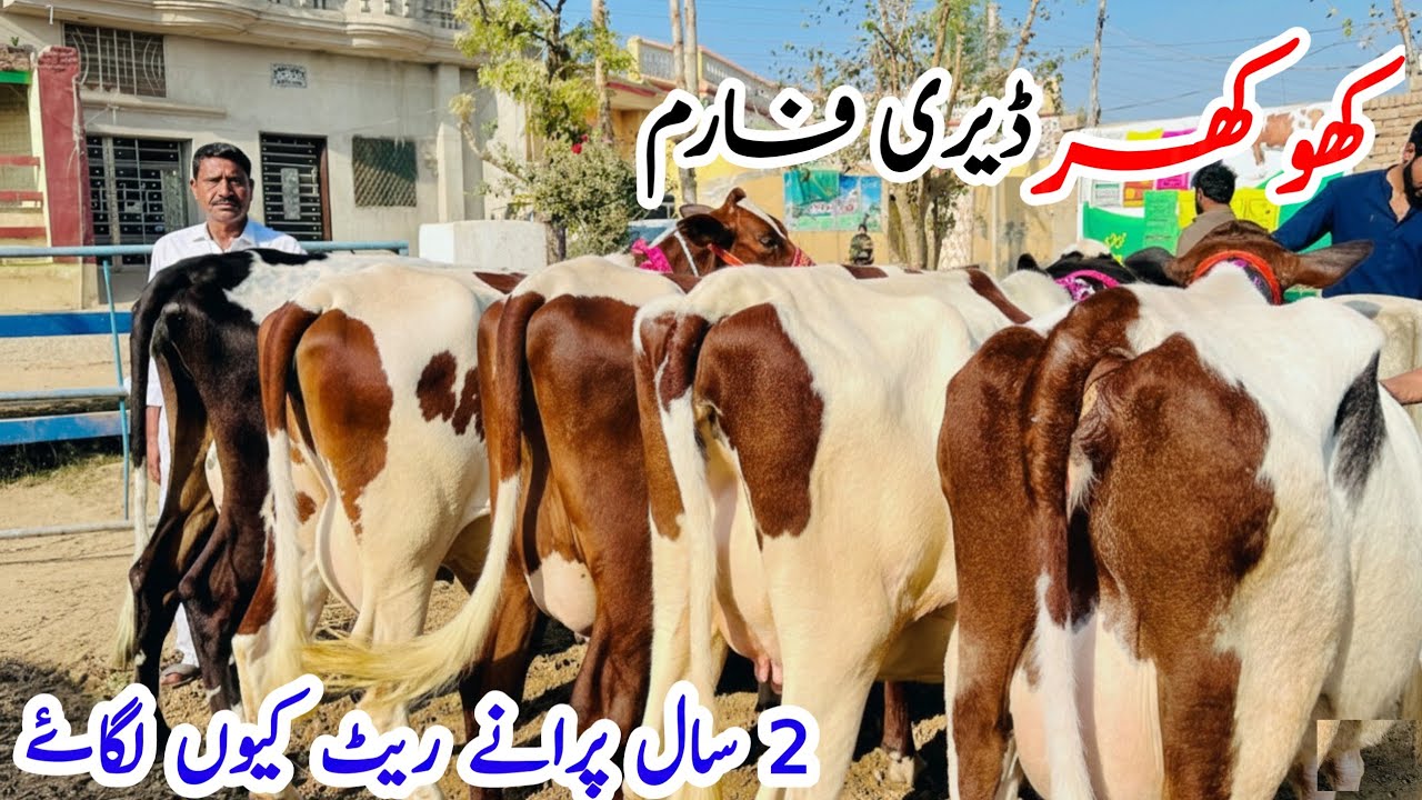 Khokhar Dairy Farming | Cows For Sale | Dairy Cows | Friesian Cows | Top Quality Dairy Farm Pakistan