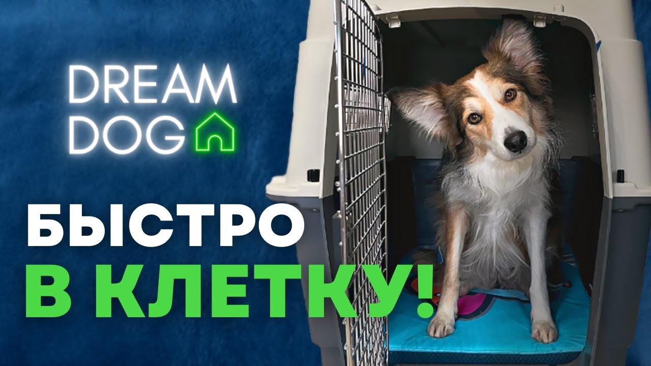 Как приучить щенка к клетке 🐶 Без стресса и ошибок шаг за шагом