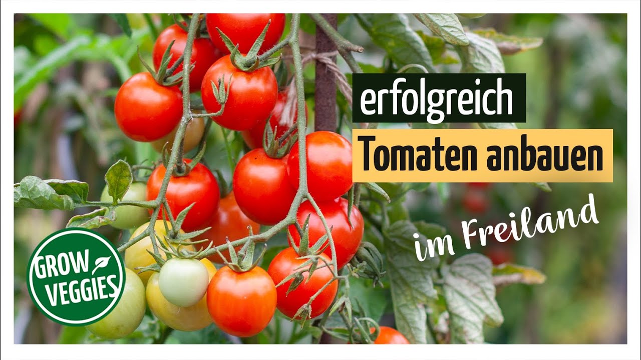 Tomaten erfolgreich anbauen im Freiland | Gemüseanbau im Garten @Gartengemüsekiosk