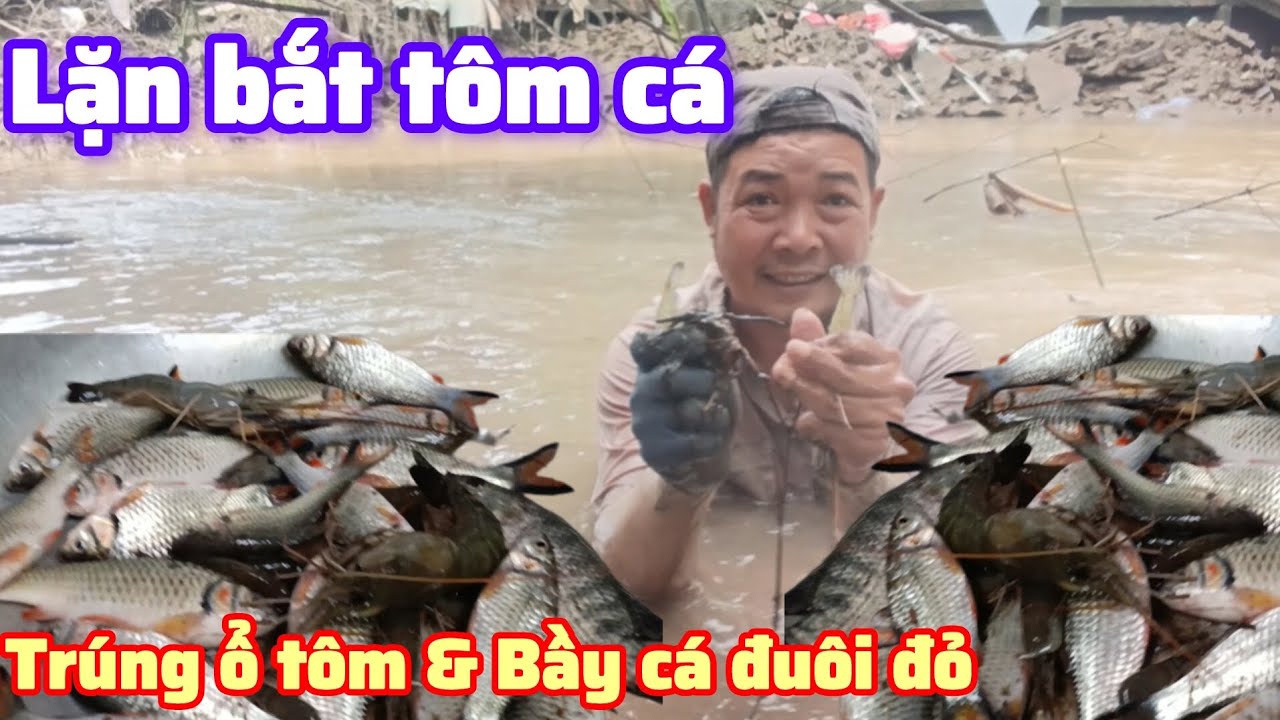 Lặn bắt tôm cá , trúng đậm ổ tôm & bầy cá đuôi đỏ , Bột kít kít tv family 