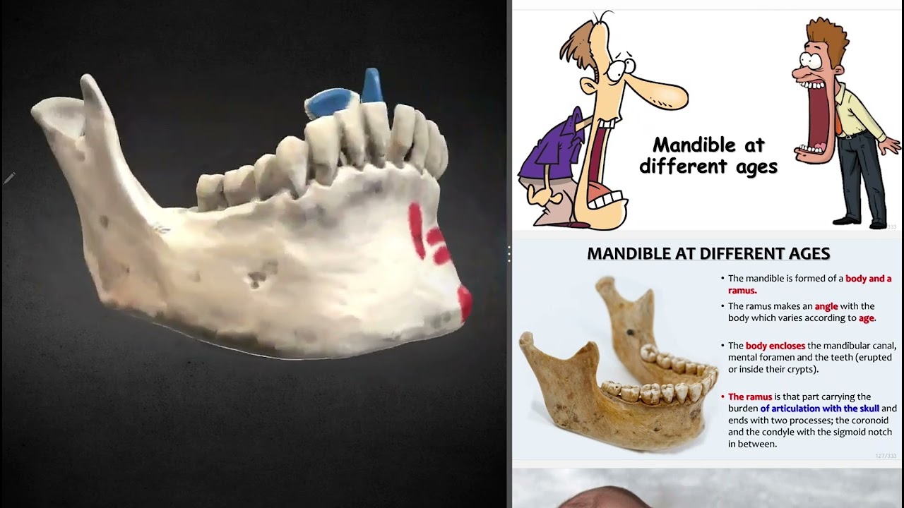 27- Mandible At Different Ages