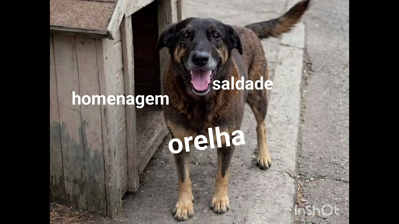 Musica em memória ao orelha.