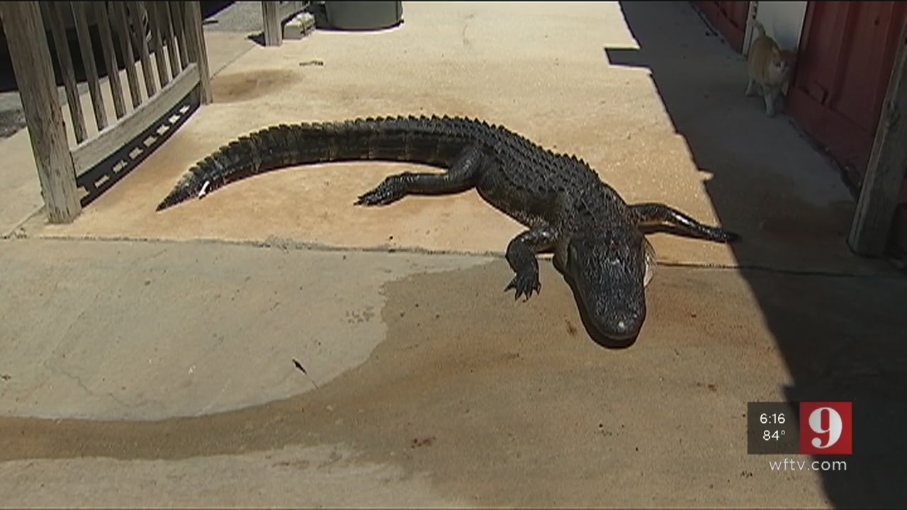 Alligator attack leads to week-long closure of Lake Moss Park