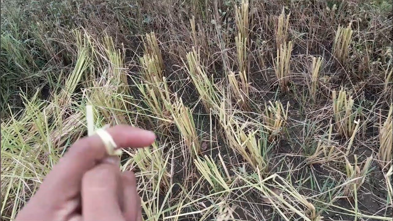धान की पाराली का प्रबंधन #farming #धान  #धान_की_खेती #agriculture #viralvideo 