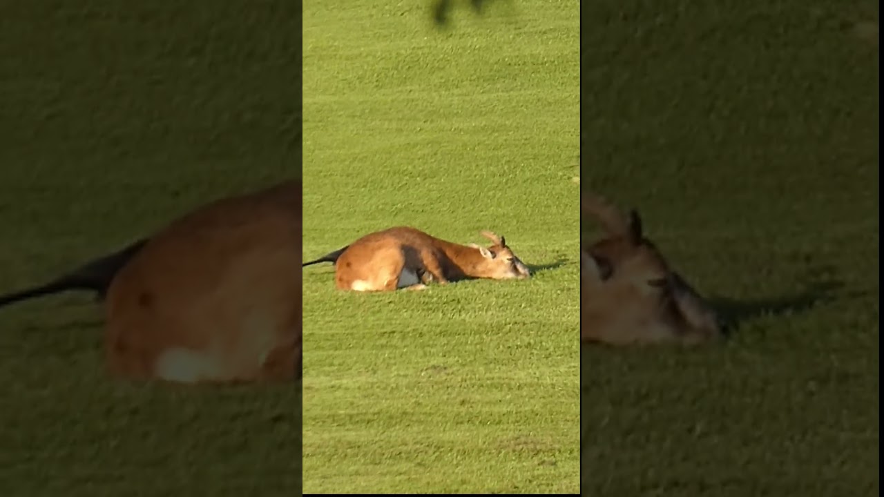 Mouflon is tired  