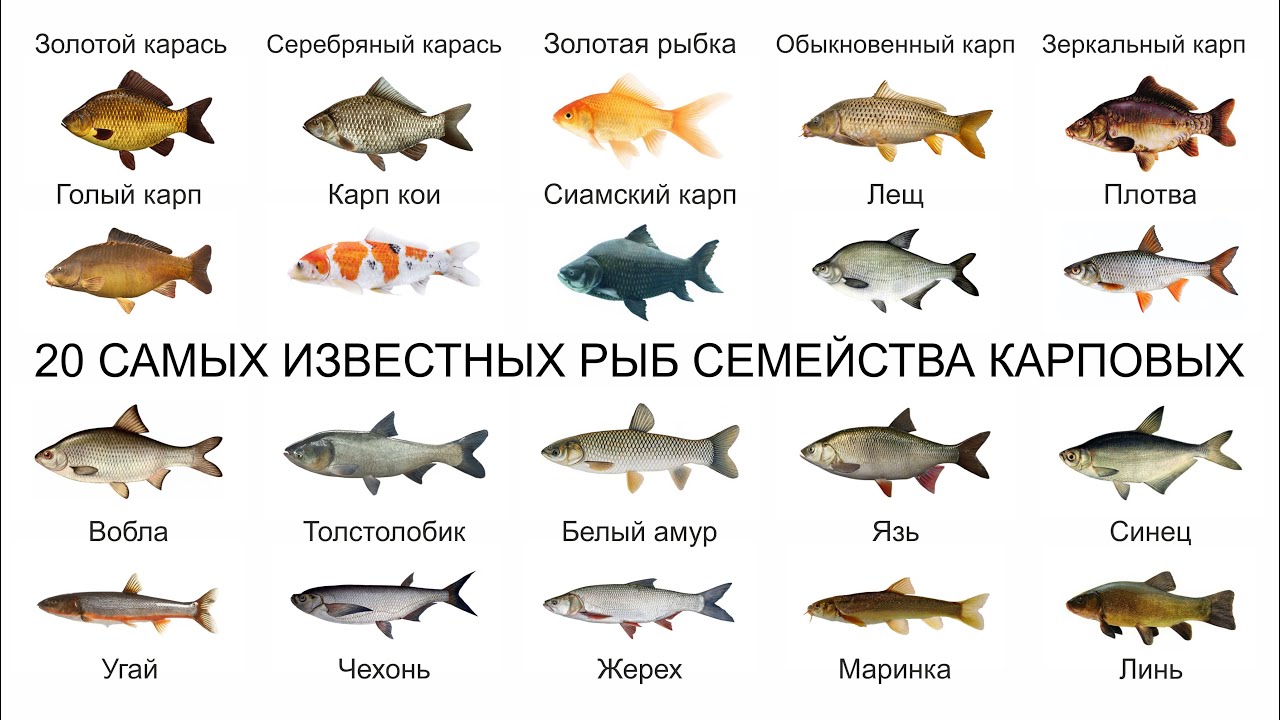 Топ 20 САМЫХ ИЗВЕСТНЫХ РЫБ СЕМЕЙСТВА КАРПОВЫХ