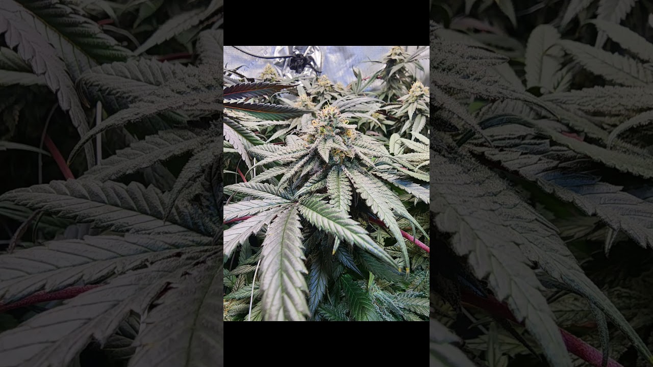 Woreoz - Seed2Flower 23
