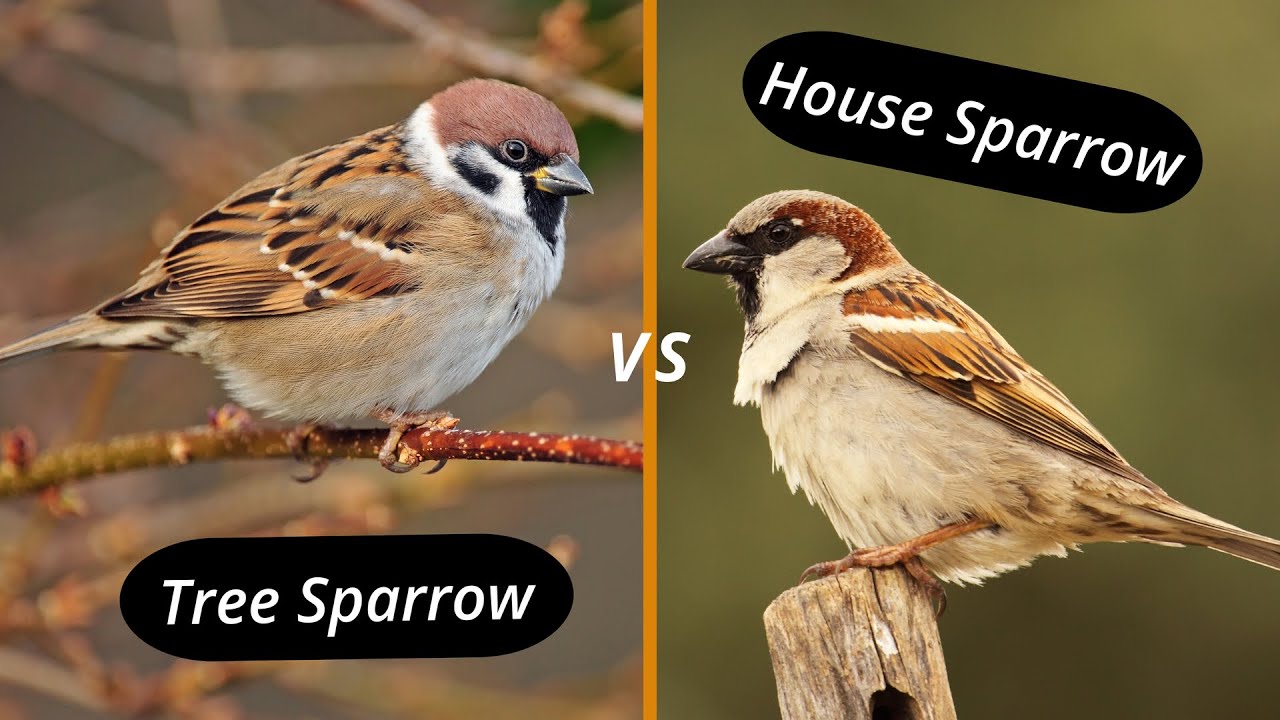 How to distinguish a house sparrow from a tree sparrow? House sparrow vs tree sparrow!