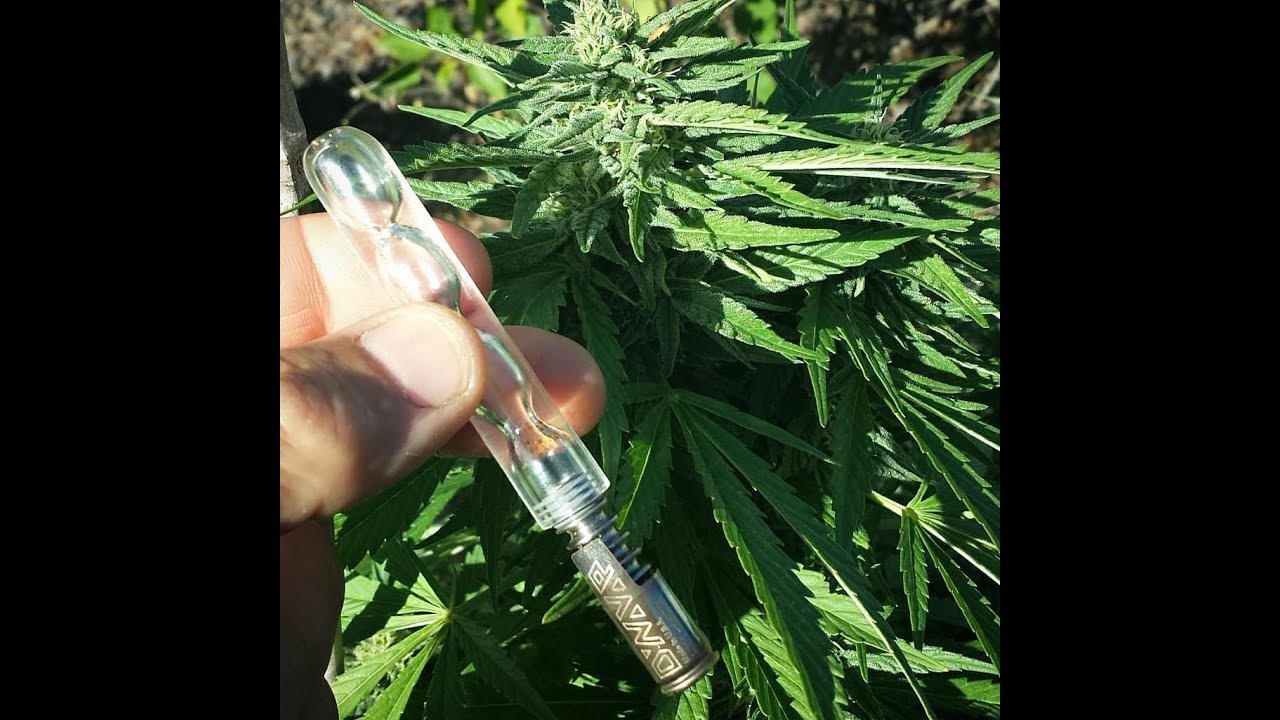 Hitting the DynaCoil with The Mini Bubble Glass Stem For Dynavap Vapcap