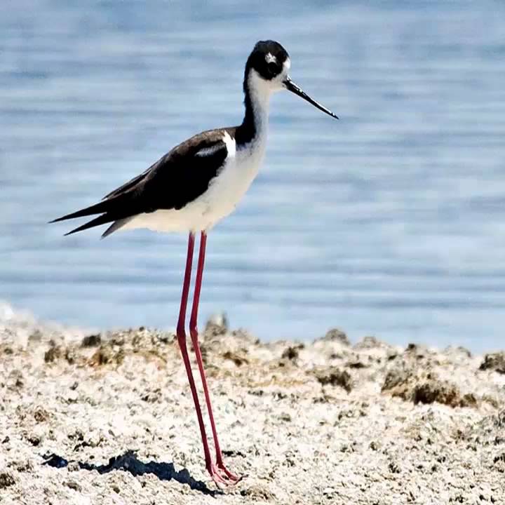 Tero Real Cantando Sonido para Llamar El Mejor