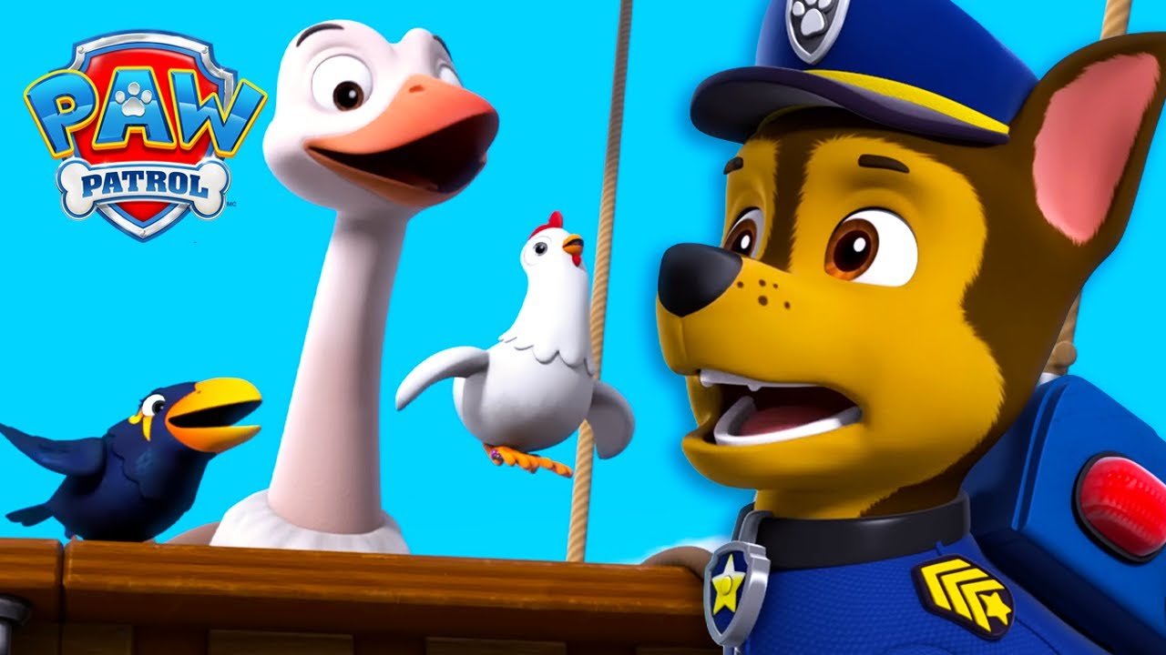 Rädda Myrnas Fågelvänner 🐦 | PAW Patrol | På Svenska | Kompilation