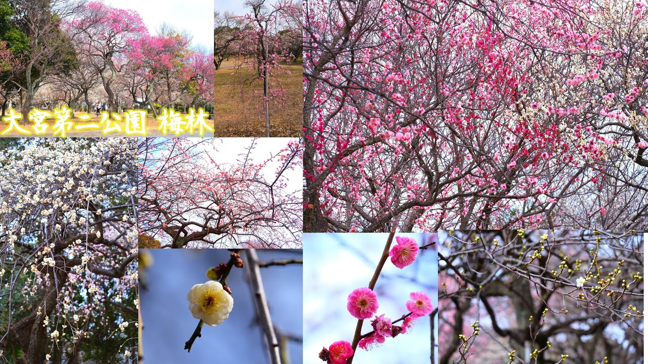【埼玉遊山】  埼玉県さいたま市　