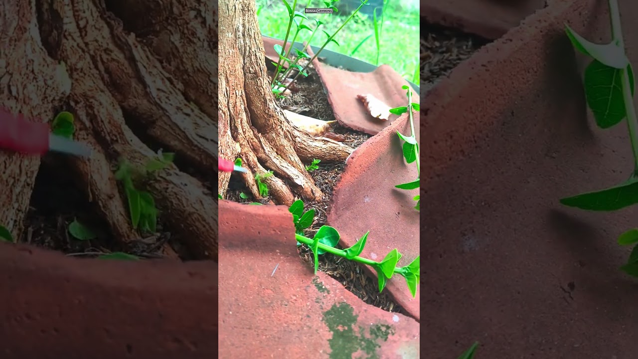 Potong Tunas Sancang Yang Tidak Bermanfaat 