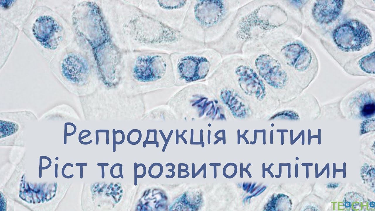Репродукція, ріст та розвиток клітин. Мітоз і мейоз