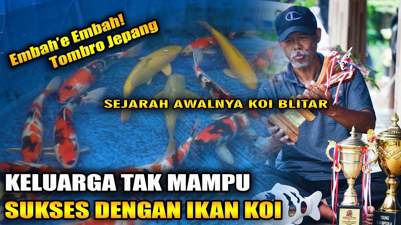 BERASAL DARI KELUARGA KURANG MAMPU KINI SUKSES DENGAN BUDIDAYA IKAN KOI | MBAH MANGIL KOI BLITAR