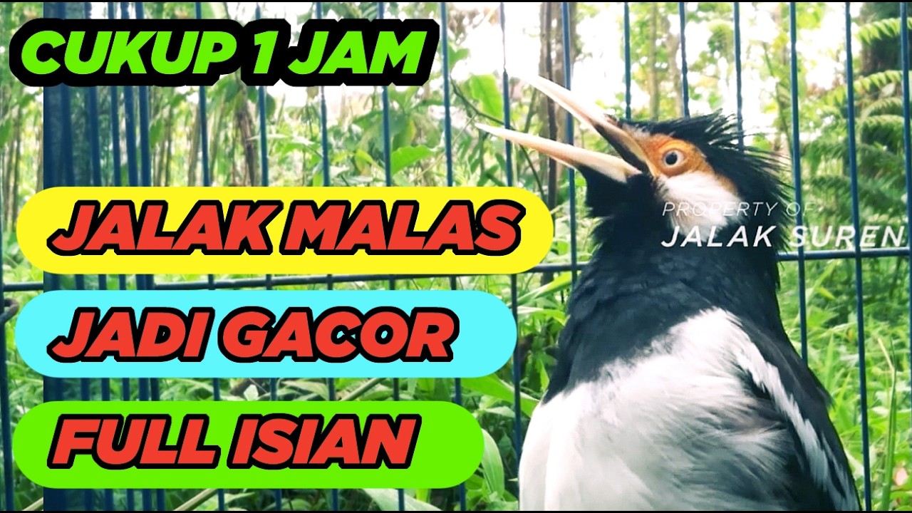 Jalak Suren Variasi Tembakan Mewah Gacor Full Isian Suara Unik Kreasi Terbaru