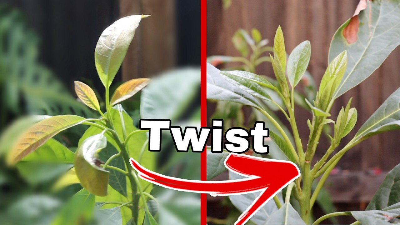 How To Make Avocado Trees Grow THICKER with a TWIST - Avocado Diaries Episode 16