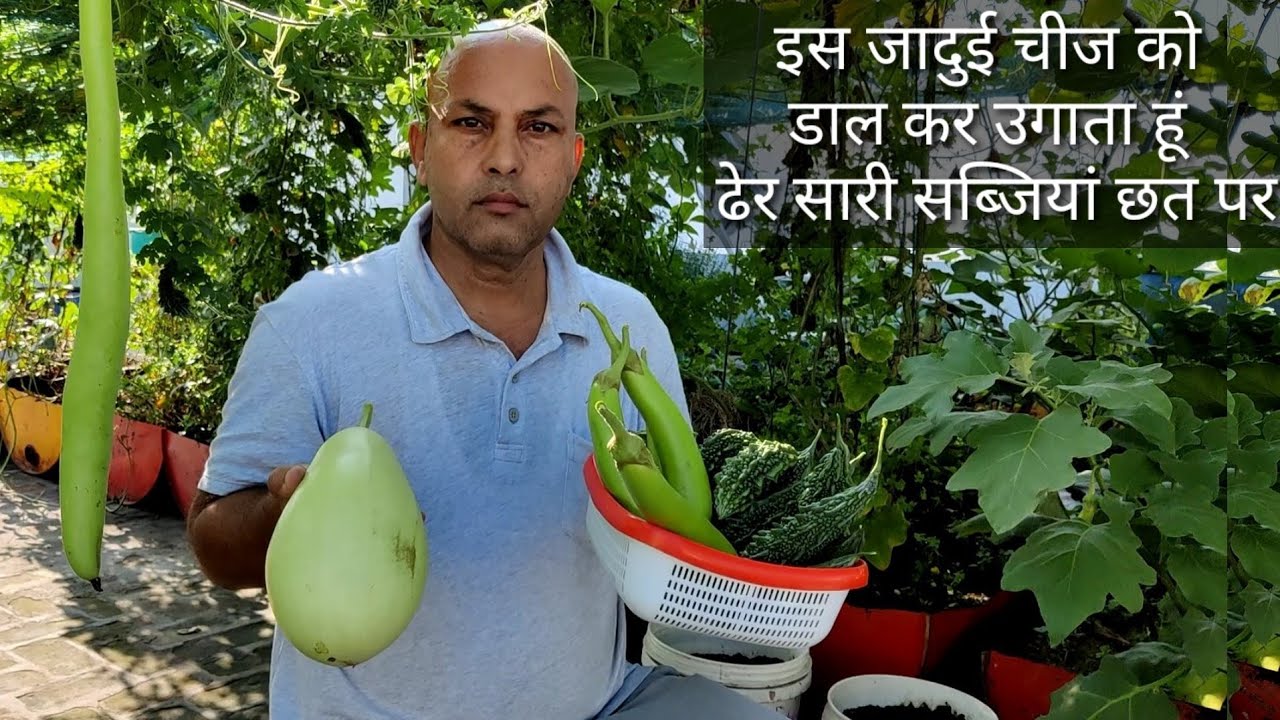 सब्जियां उगाने से पहले इस खाद को डाल देना होगी भरपूर पैदावार