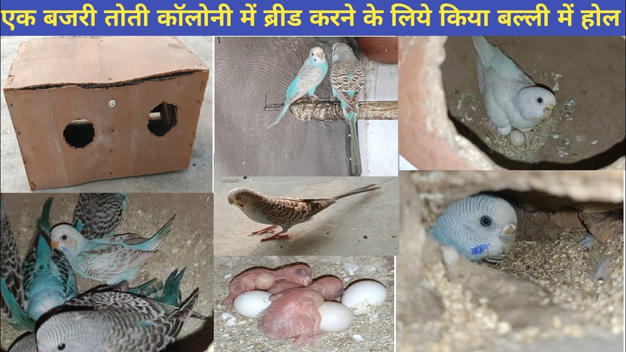 एक बजरी तोती कॉलोनी के अंदर बाली में किया होल ll Ek Budgies Parrot Colony Ke Andar Kiya Hole ll...