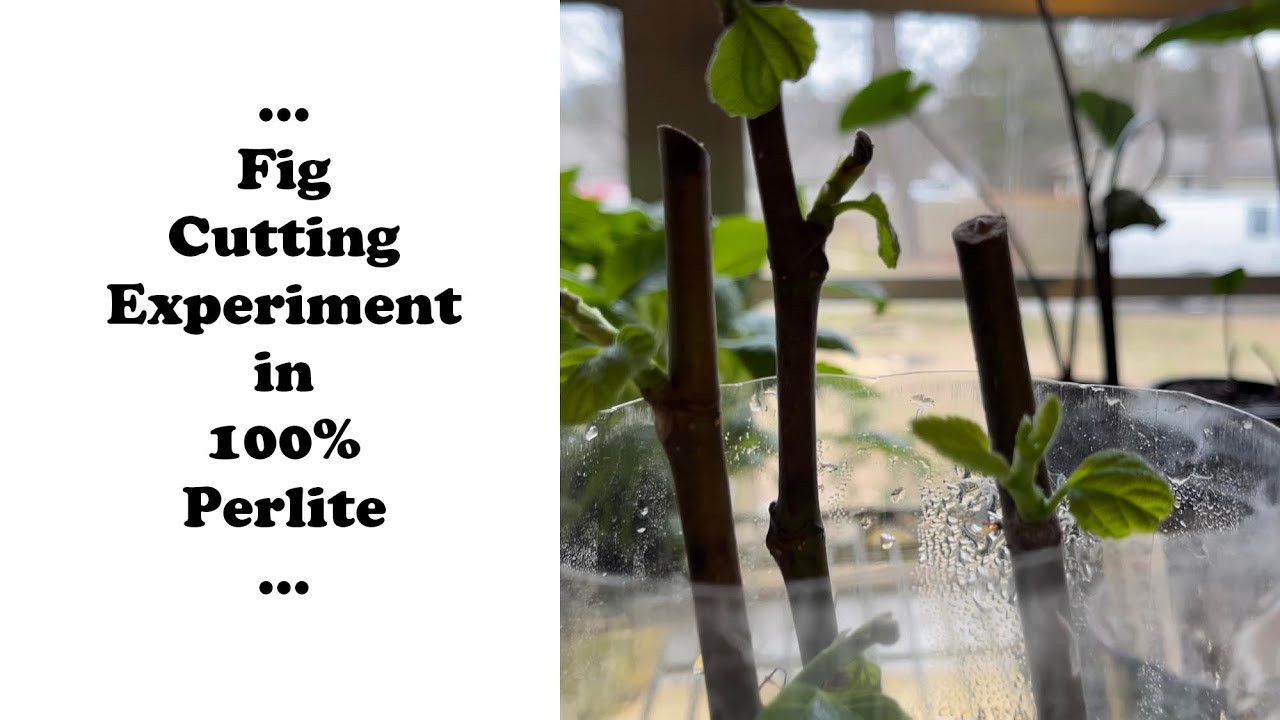 New Fig Cuttings Experiment With Updates In Perlite #FigCuttings