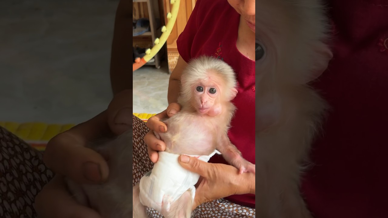 #shorts #babymonkey #david #monkey #babymonkeydavid #cute #animals