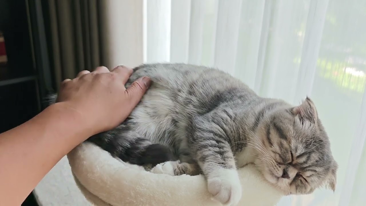 Daily Cat Petting 3 02 🥰 #cat #cats