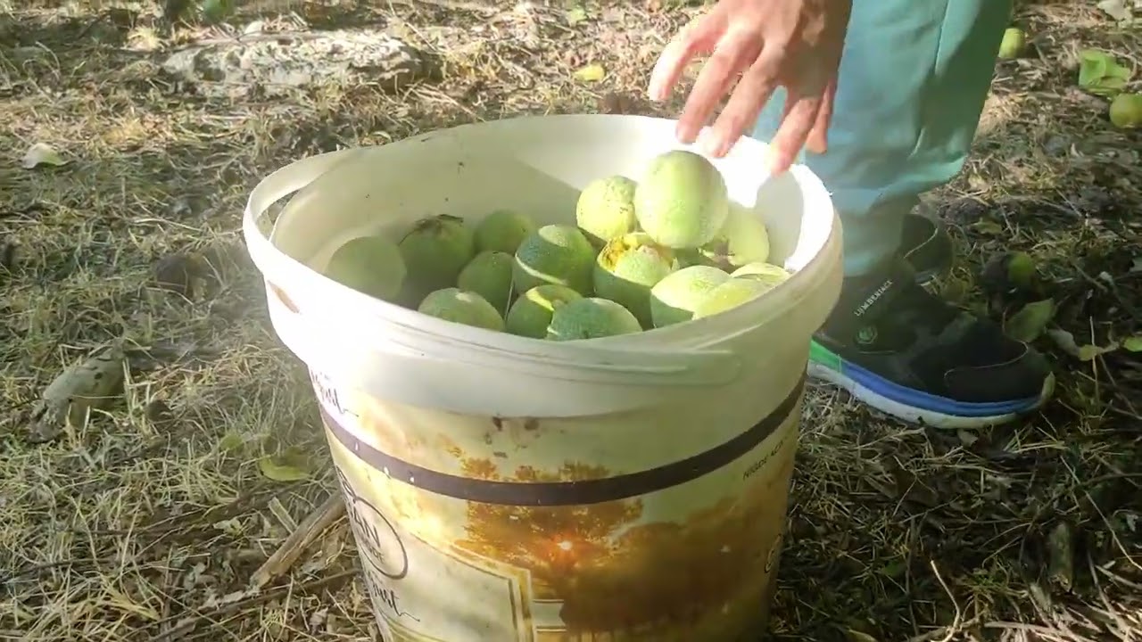 CEVİZ TOPLAMA MEVSİMİ GELDİ