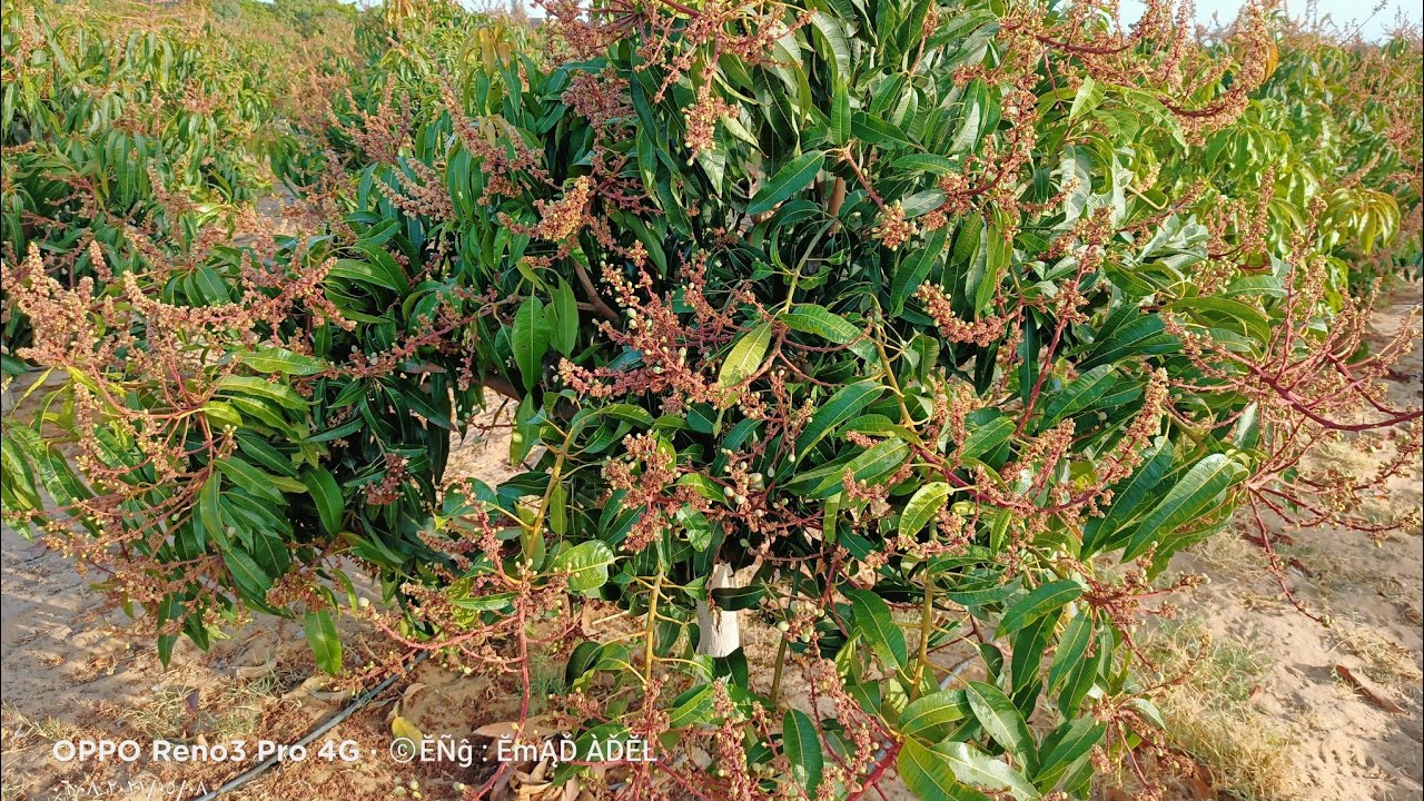 مزرعة مانجو ناعومي عمر 5 سنوات  نموذجية في مرحلة العقد موسم 2021 | arab mango 🥭💛