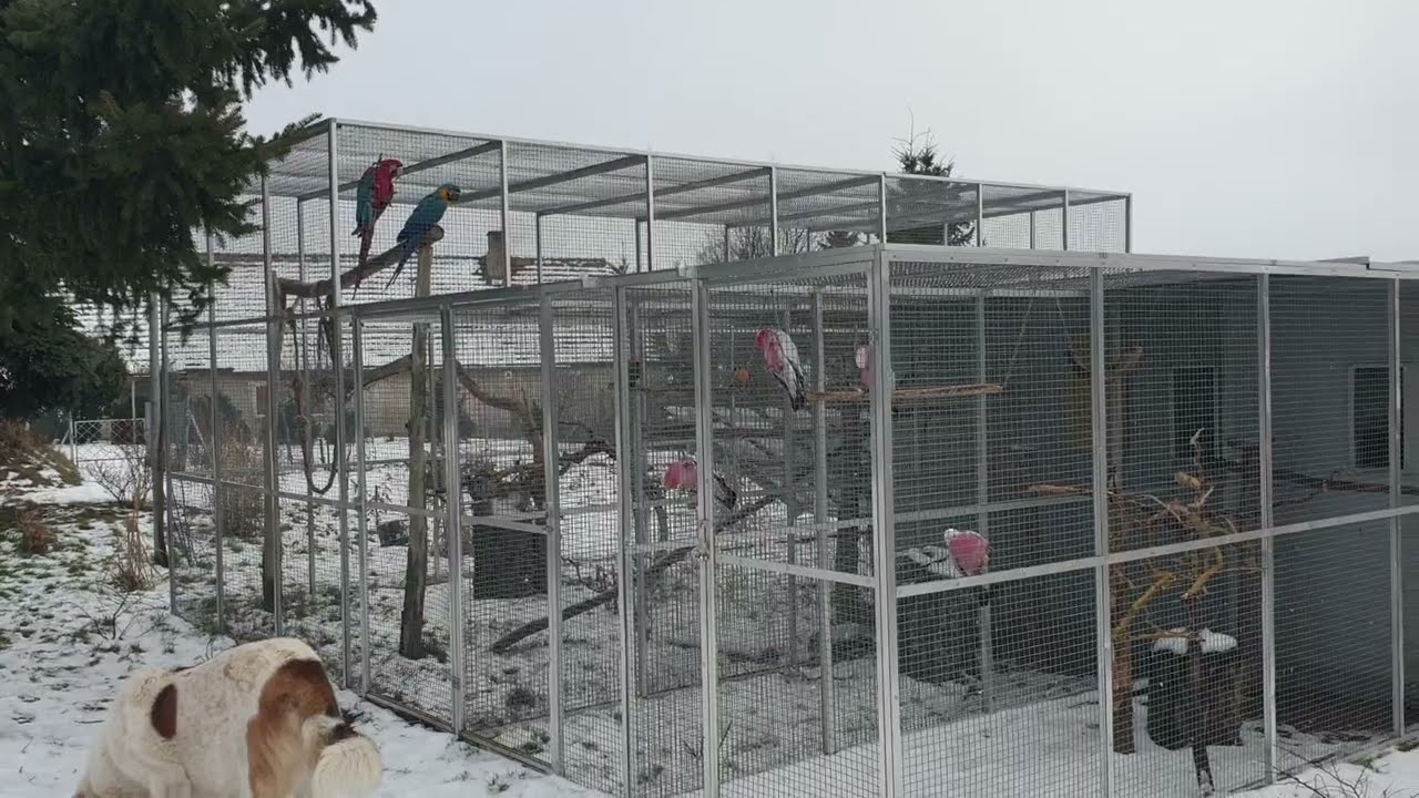 Woliery, hodowla w zimowej odsłonie.