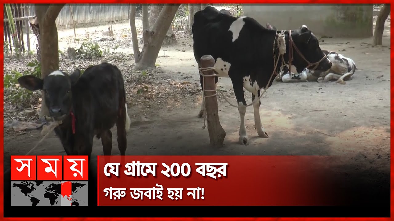এখনও কুসংস্কারে ঢাকা যশোরের ভগবতীতলা! | Cow | Jessore News | Somoy TV