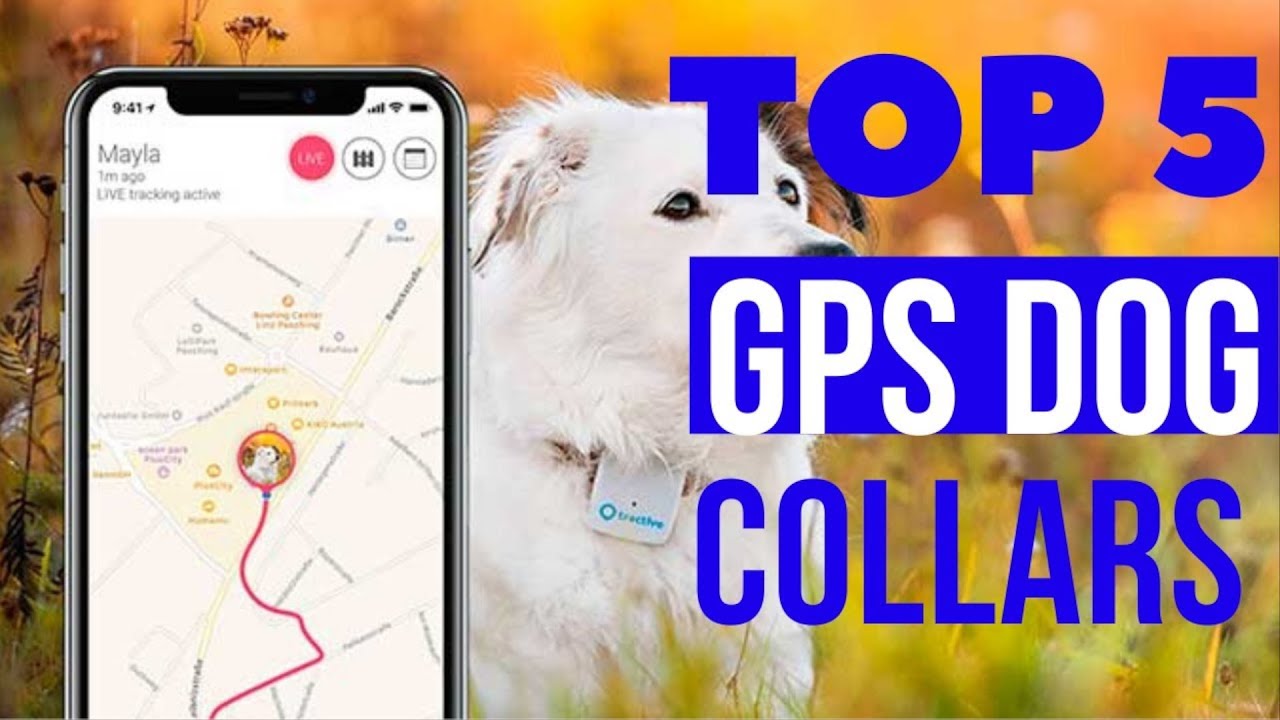 5 Best dog GPS collars in 2026