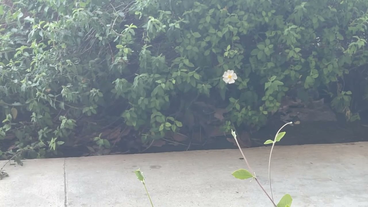 Highlight 1:05:30 - 1:10:30 from Afternoon