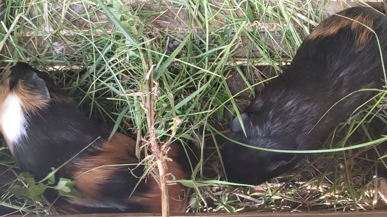 see the response of a pair of guinea pig parents in one cage #guineapigs 