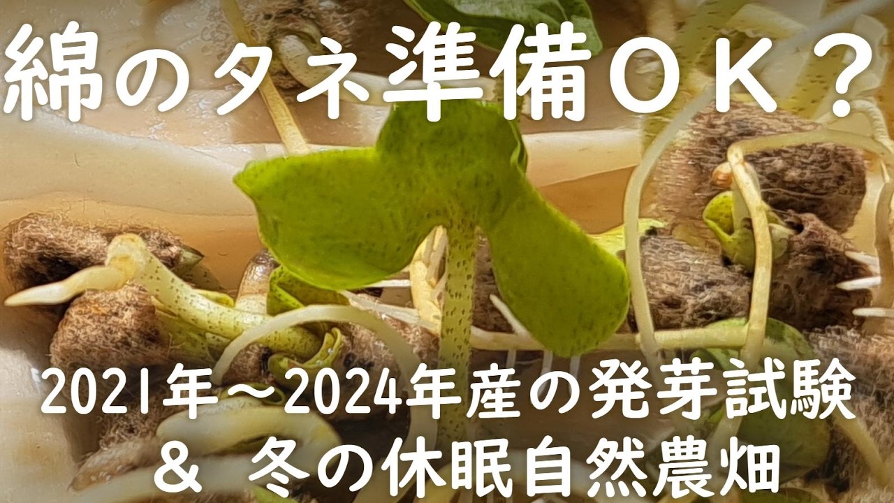 【自然農・綿栽培2026】綿のタネの準備を考え始める時期ですね。実際の種まきはまだ少し先だけど、タネ選びの参考に。旧年の綿のタネの発芽試験と綿畑の冬休み中の様子