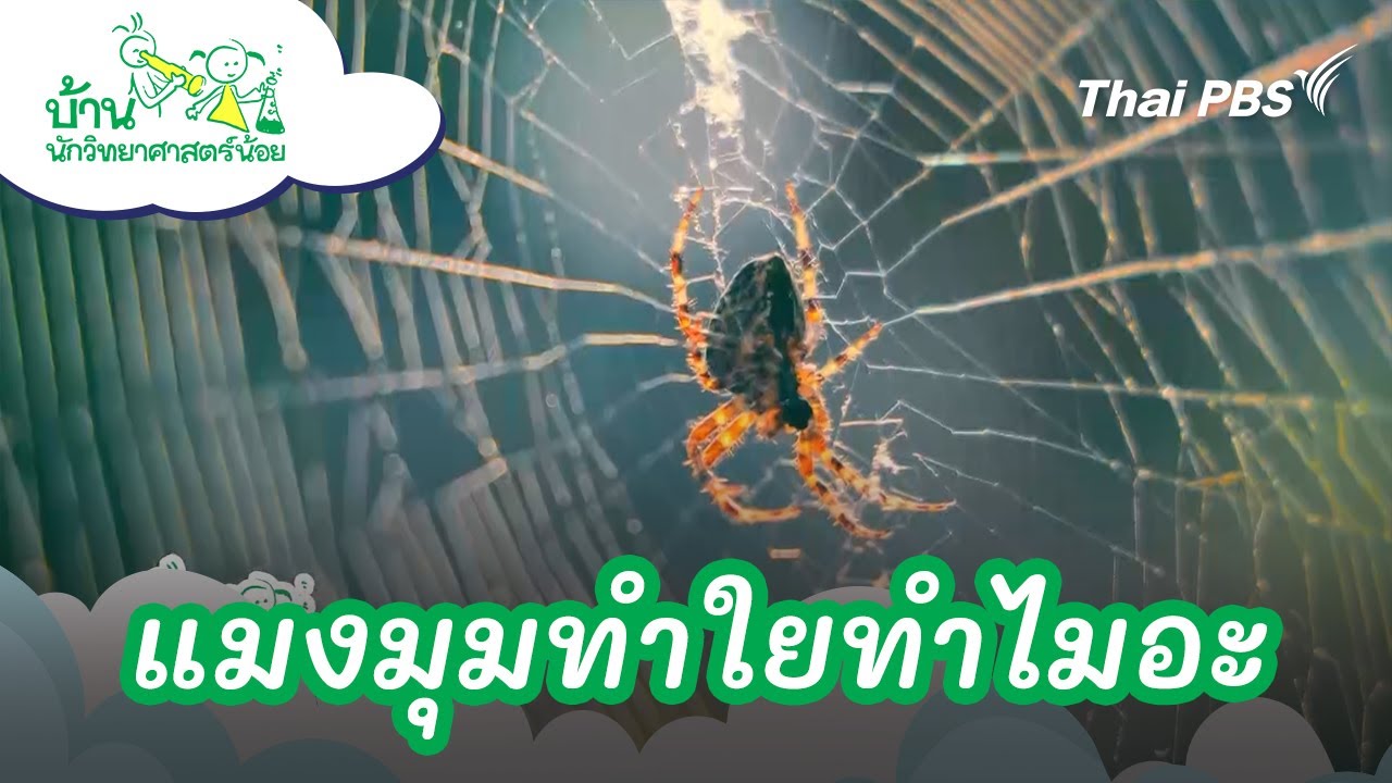 แมงมุมทำใยทำไมอะ ? | บ้านนักวิทยาศาสตร์น้อย